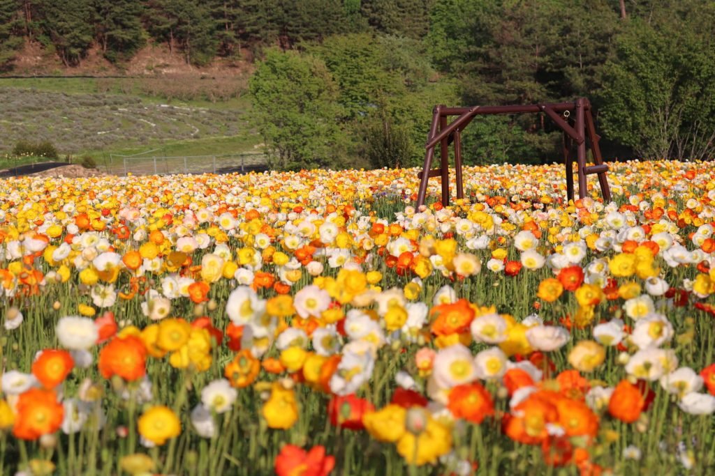 🌸 코잔 라벤더 언덕 구로세 농장 이미지 9